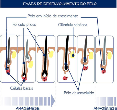 Fases de desenvolvimento do pêlo